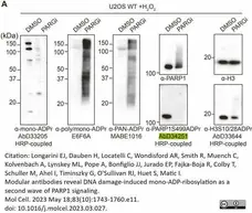 anti PARP1-S499-ADP-RIBOSE Antibody, clone AbD34251 - SpyTag Labeled gallery image 1