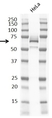 Anti Paxillin Antibody, clone RM256 thumbnail image 1