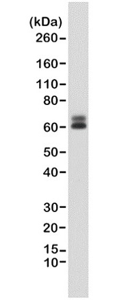 Anti Paxillin Antibody, clone RM256 gallery image 2