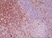 Anti Paxillin Antibody, clone RM256 thumbnail image 3