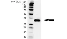 Anti PCNA Antibody, clone PC10 (PrecisionAb Monoclonal Antibody) gallery image 1
