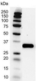 Anti PCNA Antibody, clone PC10 (PrecisionAb Monoclonal Antibody) thumbnail image 1