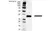 Anti PCNA Antibody, clone PC10 (PrecisionAb Monoclonal Antibody) thumbnail image 1