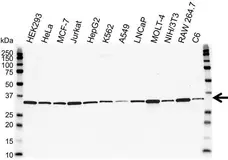 Anti PCNA Antibody, clone PC10 (PrecisionAb Monoclonal Antibody) gallery image 2