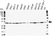Anti PCNA Antibody, clone PC10 (PrecisionAb Monoclonal Antibody) thumbnail image 2