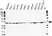 Anti PCNA Antibody, clone PC10 (PrecisionAb Monoclonal Antibody) thumbnail image 2
