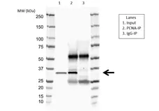 Anti PCNA Antibody, clone PC10 (PrecisionAb Monoclonal Antibody) gallery image 3