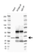 Anti PCNA Antibody, clone PC10 (PrecisionAb Monoclonal Antibody) thumbnail image 3