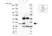 Anti PCNA Antibody, clone PC10 (PrecisionAb Monoclonal Antibody) thumbnail image 3
