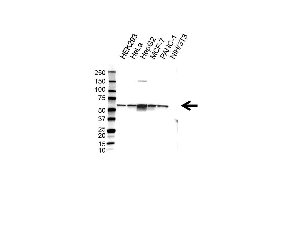 Anti PDIA1 Antibody (PrecisionAb Monoclonal Antibody) gallery image 1