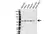 Anti PDIA3 Antibody, clone Map.ERP57 (PrecisionAb Monoclonal Antibody) thumbnail image 1