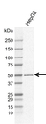 Anti PDIA6 Antibody, clone CD02/1D11 (PrecisionAb Monoclonal Antibody) thumbnail image 1