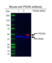 Anti PDIA6 Antibody, clone CD02/1D11 (PrecisionAb Monoclonal Antibody) thumbnail image 3