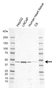 Anti Human PDK1 Antibody, clone C01/3B1 (PrecisionAb Monoclonal Antibody) thumbnail image 1