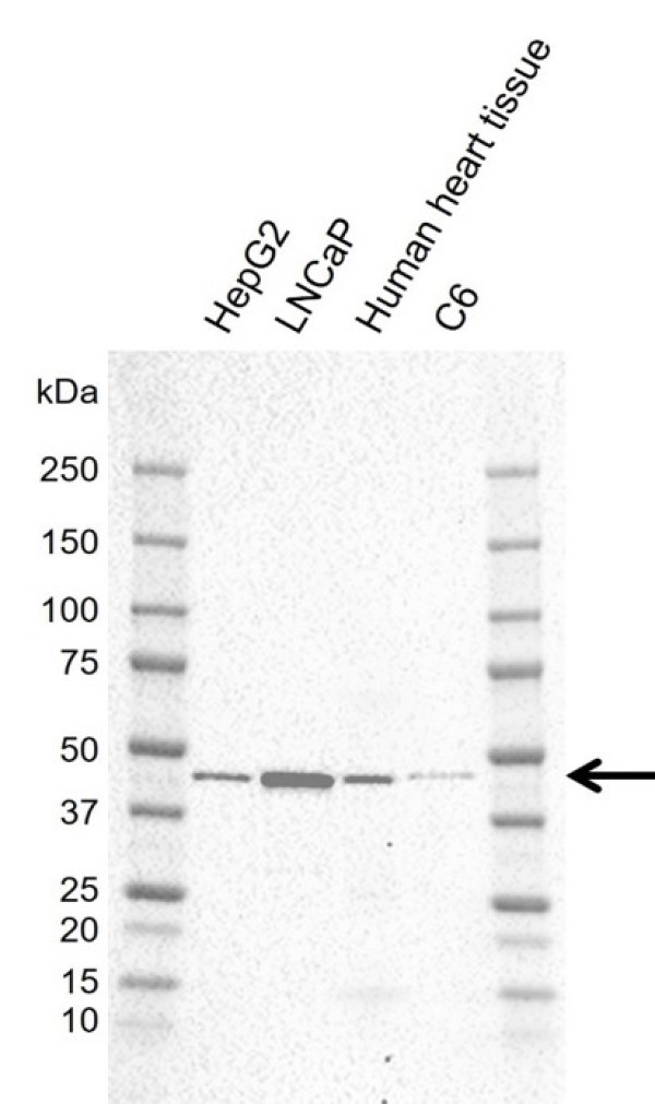 Anti Human PDK1 Antibody, clone C01/3B1 (PrecisionAb Monoclonal Antibody) gallery image 1