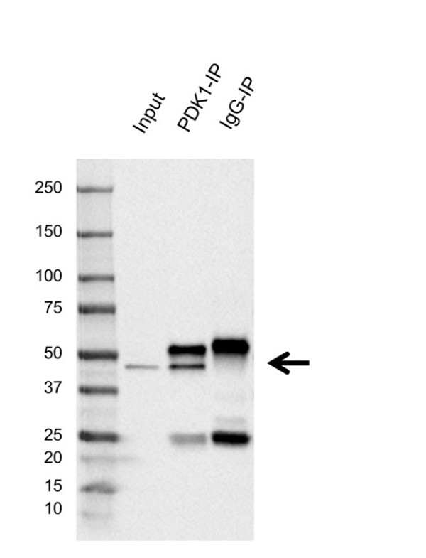 Anti Human PDK1 Antibody, clone C01/3B1 (PrecisionAb Monoclonal Antibody) gallery image 2