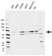 Anti PDPK1 Antibody, clone EF01/2H4 (PrecisionAb Monoclonal Antibody) thumbnail image 1