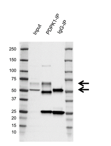 Anti PDPK1 Antibody, clone EF01/2H4 (PrecisionAb Monoclonal Antibody) gallery image 2