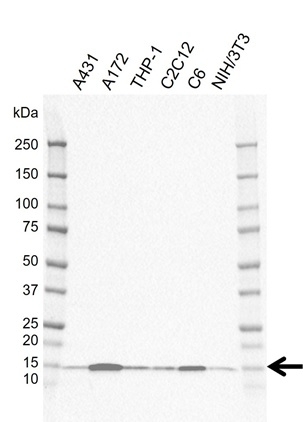 Anti PEA15 Antibody, clone CD02/4E2 (PrecisionAb Monoclonal Antibody) gallery image 1