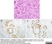 Anti Human Pepsinogen I Antibody, clone 8003 (99/12) thumbnail image 1