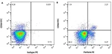 Anti Human Perforin Antibody, clone dG9 gallery image 2