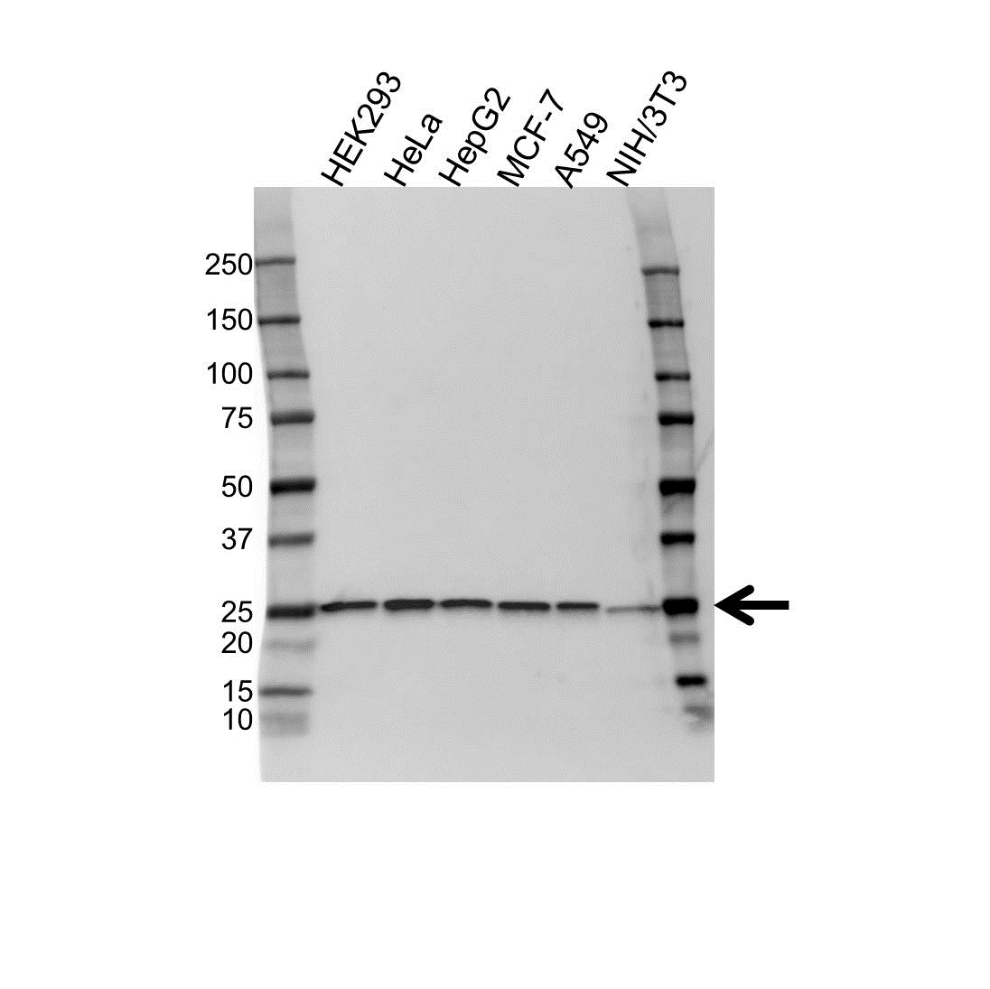 Anti Peroxiredoxin 6 Antibody, clone 4A3 (PrecisionAb Monoclonal Antibody) gallery image 1
