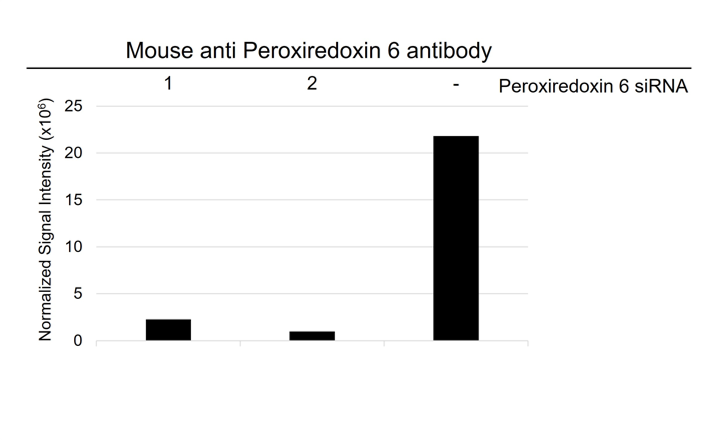Anti Peroxiredoxin 6 Antibody, clone 4A3 (PrecisionAb Monoclonal Antibody) gallery image 3