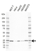 Anti PGRMC1 Antibody, clone CD02/1A2 (PrecisionAb Monoclonal Antibody) thumbnail image 1
