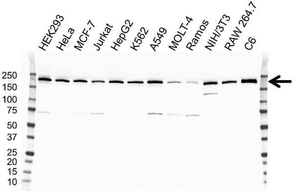 Anti PI-3 Kinase C2 Subunit Alpha Antibody, clone OTI1B8 (PrecisionAb Monoclonal Antibody) gallery image 1