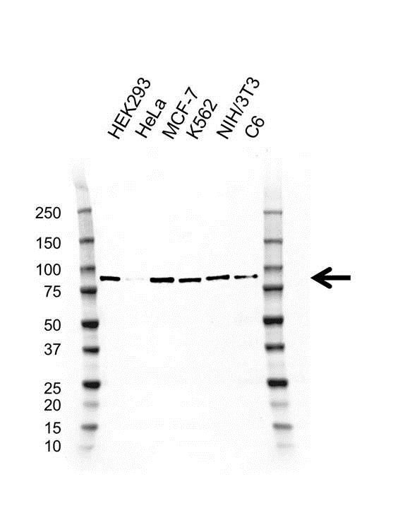 Anti PI-3 Kinase Regulatory Subunit 1 Antibody, clone D03/2G12-4 (PrecisionAb Monoclonal Antibody) gallery image 1