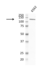 Anti PI-3 Kinase Subunit Gamma Antibody, clone OTI6D1 (PrecisionAb Monoclonal Antibody) thumbnail image 1