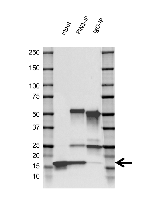 Anti PIN1 Antibody, clone 855CT1.7.5 (PrecisionAb Monoclonal Antibody) gallery image 2