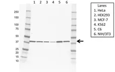 Anti PKA C-ALPHA Antibody, clone AB01/1D9 (PrecisionAb Monoclonal Antibody) gallery image 1