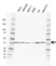 Anti PKA C-ALPHA Antibody, clone AB01/1D9 (PrecisionAb Monoclonal Antibody) thumbnail image 1