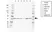 Anti PKA C-ALPHA Antibody, clone AB01/1D9 (PrecisionAb Monoclonal Antibody) thumbnail image 1