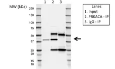Anti PKA C-ALPHA Antibody, clone AB01/1D9 (PrecisionAb Monoclonal Antibody) gallery image 2