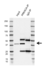 Anti PKA C-ALPHA Antibody, clone AB01/1D9 (PrecisionAb Monoclonal Antibody) thumbnail image 2