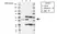 Anti PKA C-ALPHA Antibody, clone AB01/1D9 (PrecisionAb Monoclonal Antibody) thumbnail image 2