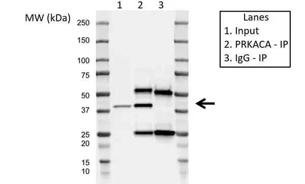 Anti PKA C-ALPHA Antibody, clone AB01/1D9 (PrecisionAb Monoclonal Antibody) gallery image 2