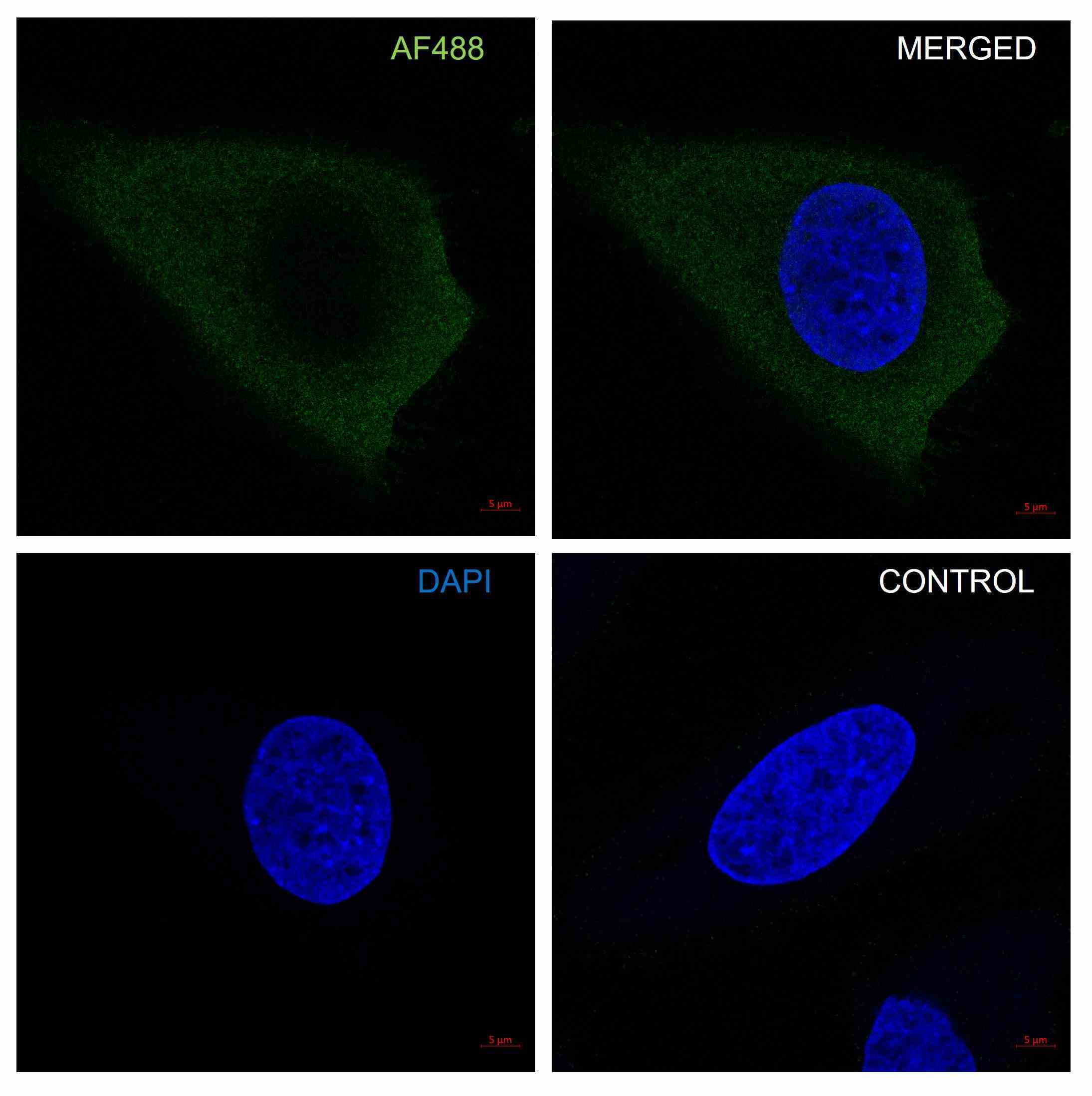 Anti PKA C-ALPHA Antibody, clone AB01/1D9 (PrecisionAb Monoclonal Antibody) gallery image 3