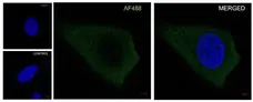Anti PKA C-ALPHA Antibody, clone AB01/1D9 (PrecisionAb Monoclonal Antibody) gallery image 3