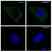Anti PKA C-ALPHA Antibody, clone AB01/1D9 (PrecisionAb Monoclonal Antibody) thumbnail image 3