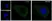 Anti PKA C-ALPHA Antibody, clone AB01/1D9 (PrecisionAb Monoclonal Antibody) thumbnail image 3