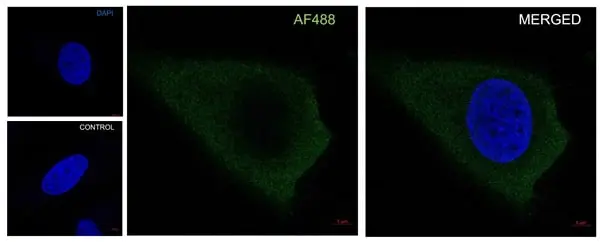 Anti PKA C-ALPHA Antibody, clone AB01/1D9 (PrecisionAb Monoclonal Antibody) gallery image 3