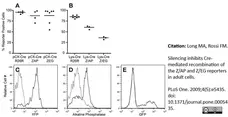 Anti Human Placental Alkaline Phosphatase Antibody, clone H17E2 gallery image 1