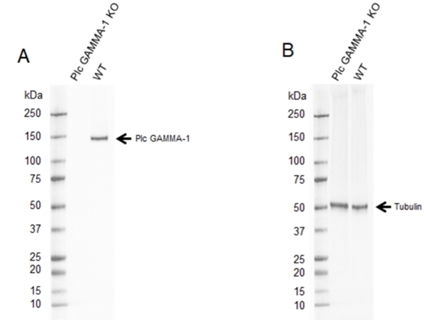 Anti Plc GAMMA-1 Antibody, clone 1F1 (PrecisionAb Monoclonal Antibody) gallery image 1