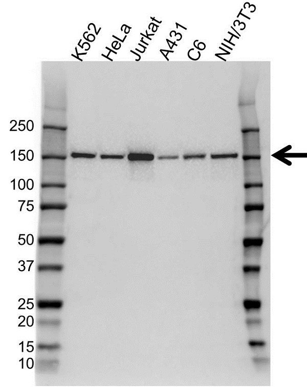 Anti Plc GAMMA-1 Antibody, clone 1F1 (PrecisionAb Monoclonal Antibody) gallery image 3