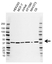 Anti Podoplanin Antibody, clone AB01/1B6 (PrecisionAb Monoclonal Antibody) thumbnail image 1