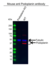 Anti Podoplanin Antibody, clone AB01/1B6 (PrecisionAb Monoclonal Antibody) thumbnail image 2