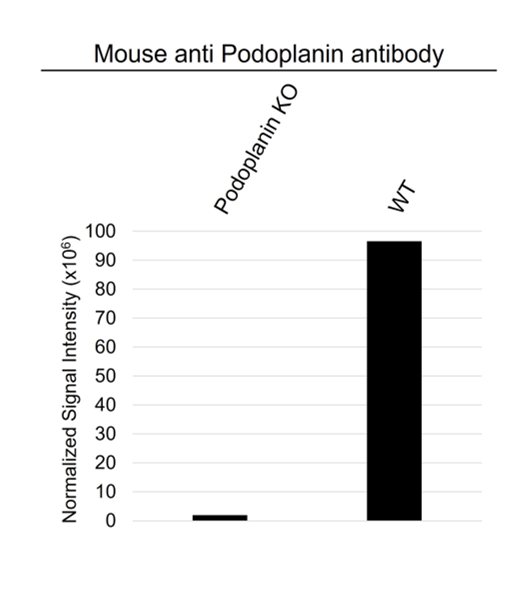 Anti Podoplanin Antibody, clone AB01/1B6 (PrecisionAb Monoclonal Antibody) gallery image 3